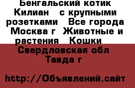 Бенгальский котик Килиан , с крупными розетками - Все города, Москва г. Животные и растения » Кошки   . Свердловская обл.,Тавда г.